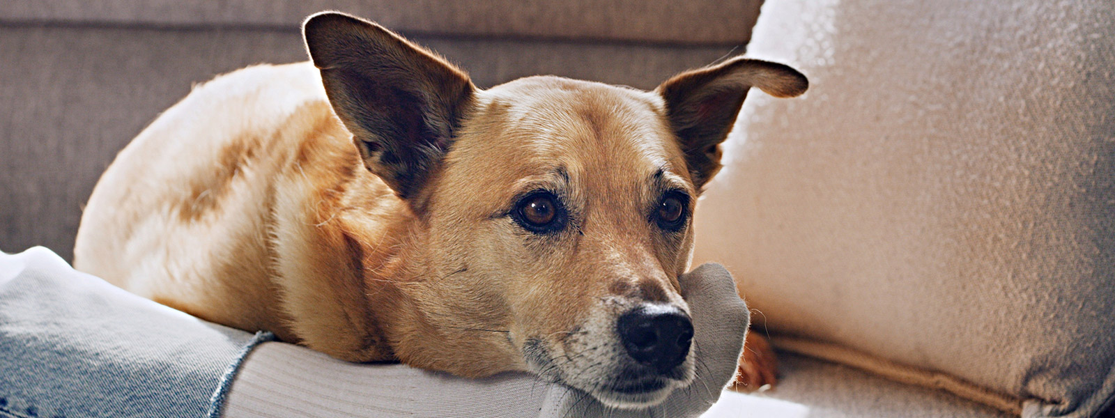 Consulta para Cães a Domicílio em São Paulo
