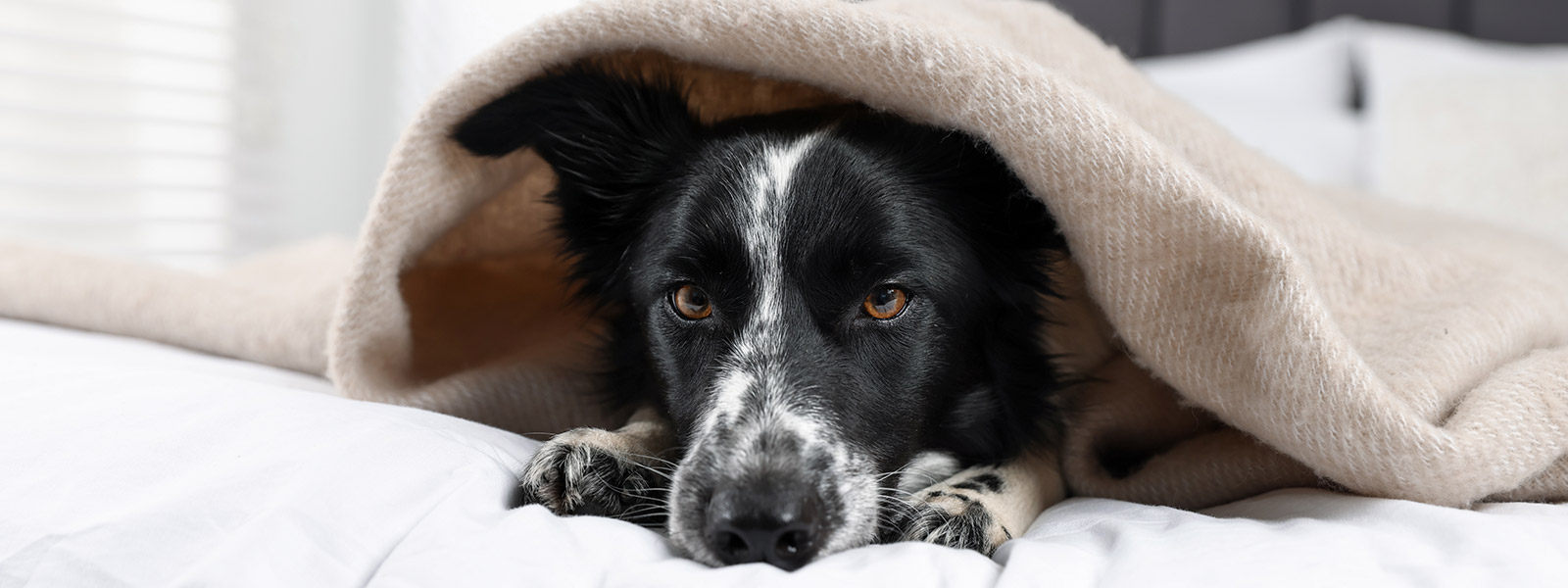 Vacinas para Cães a Domicílio em São Paulo