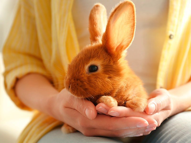 Animal exótico recebendo cuidado veterinário especializado