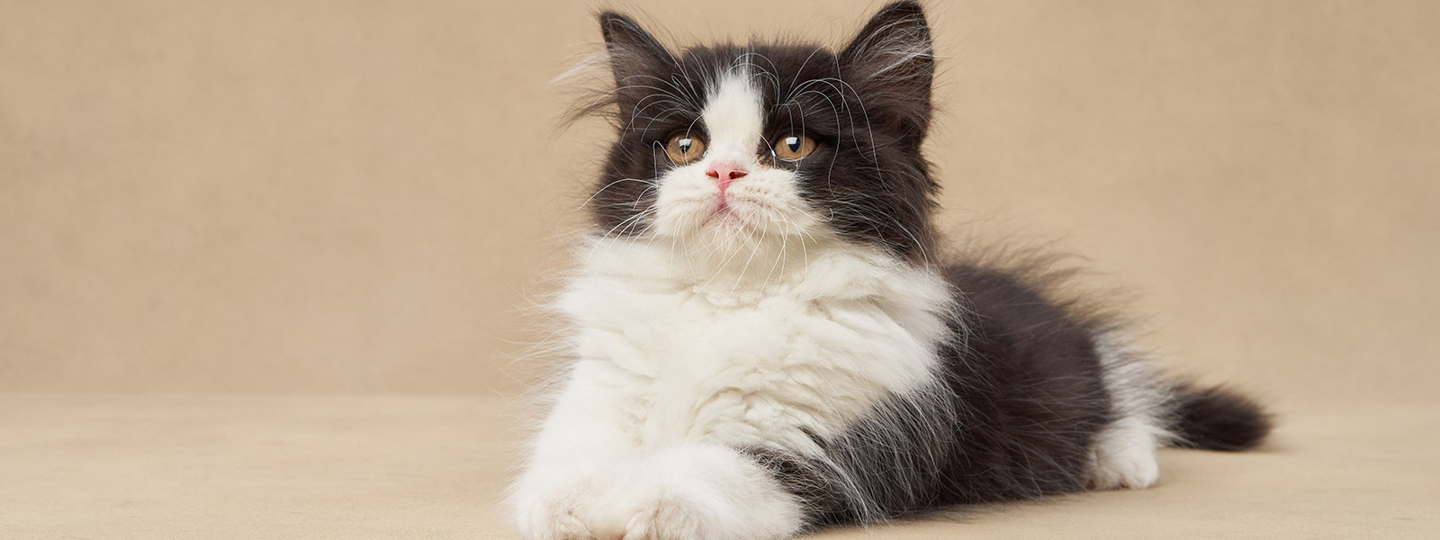 Coleta de exame de sangue felino em domicílio