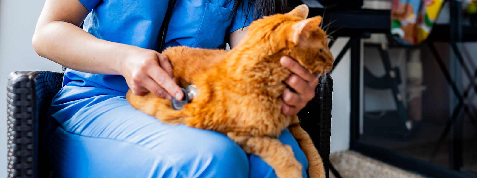 Gato idoso em acompanhamento geriátrico domiciliar em São Paulo