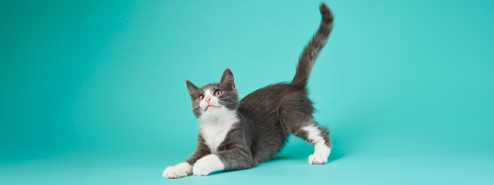 Coleta de exame de sangue felino em domicílio