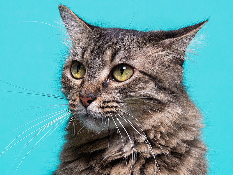 Gato recebendo atendimento veterinário felino domiciliar